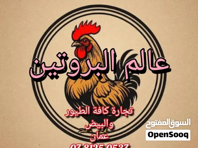 بسم الله الرحمن الرحيم متوفر بيض فري سمان طازج للأكل إنتاج يومي من المزرعه بيض كبير جامبو ويتوفر بيض