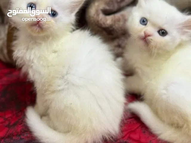 قطط شيرازي للبيع