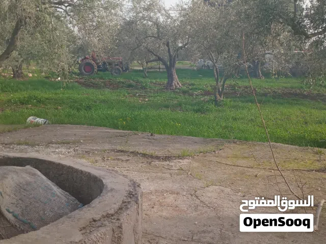 حطب زيتون للبيع