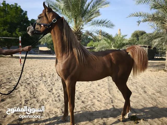 خيل عربي واهو مسجل ، لكن البيع دون جواز عمر 2 سنة