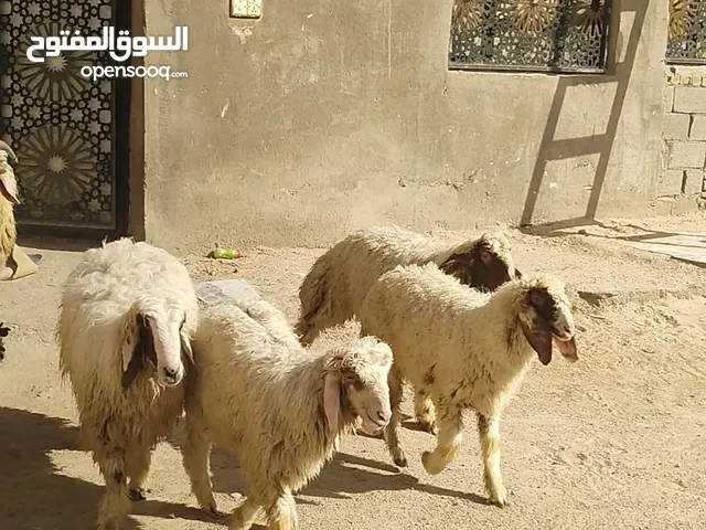 للبيع طليان عدد 12 افحله 10 و انثايه 2 كلمن و سعره. وبيهن مجال صاحيات و ملقحات و يصلحن جني و نذر