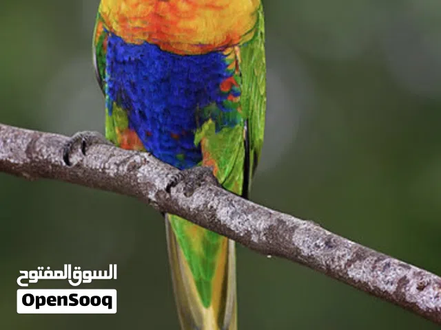 ابي طير لوري لتبني
