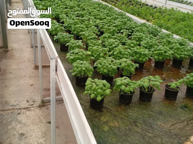 للبيع جميع انواع نباتات اللاند سكيب باسعار تناسب الجميع مع خدمه توصيل الى منزل