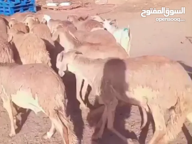 غنم مربى للاضاحي سواكني بربري تيوس