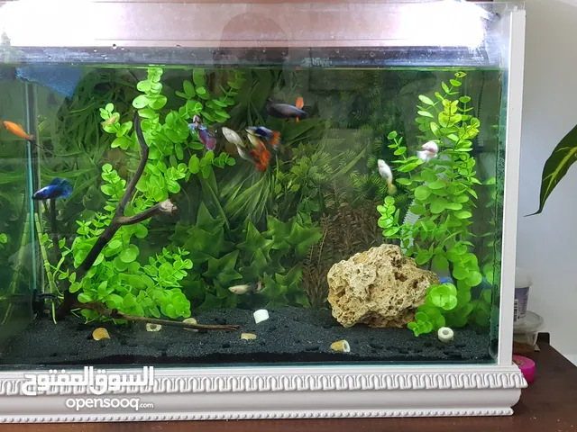 حوض سمك كامل مع سمك