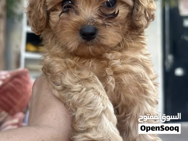 Maltipoo male