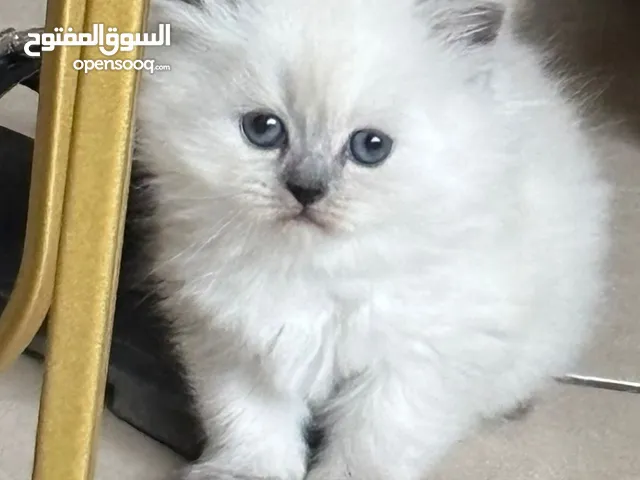 Pure Ragdoll Kittens