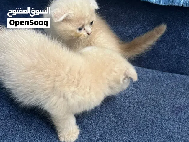 قطط اسكوتش .سعر الواحد 60 ريال