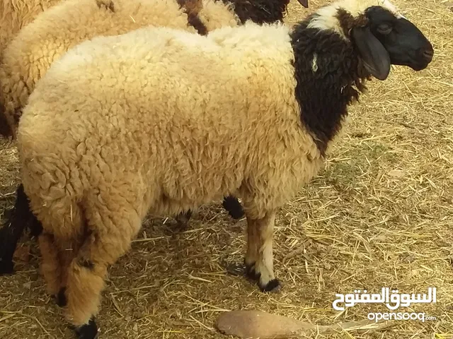 حوالى عيد تبارك الله