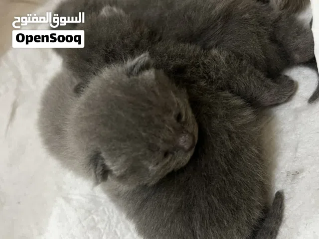 British-Scottish fold kitten