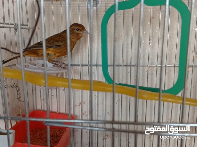 كنارى ذكر للبيع