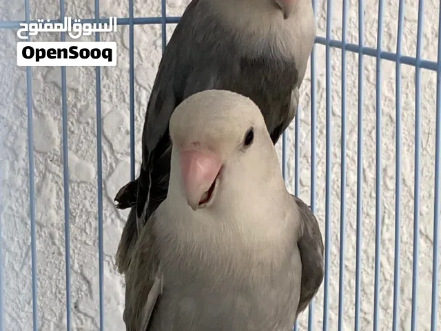 طيور روز اوبلاين كاسكو للبيع