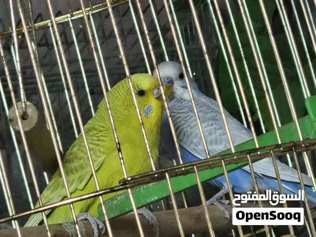 زوج بادجي بالصلاة على النبي