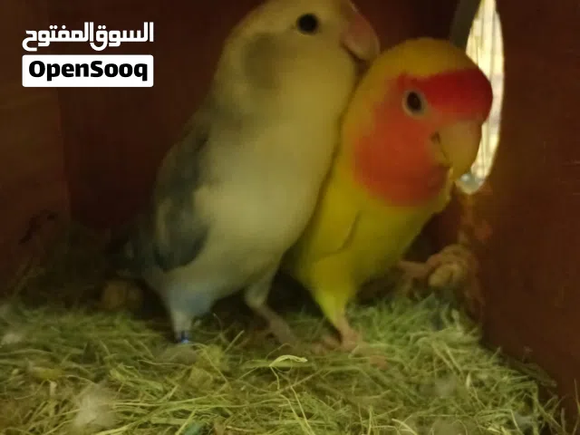 زوج روز سبق لهم الانتاج حجم كبير والذكر اليف