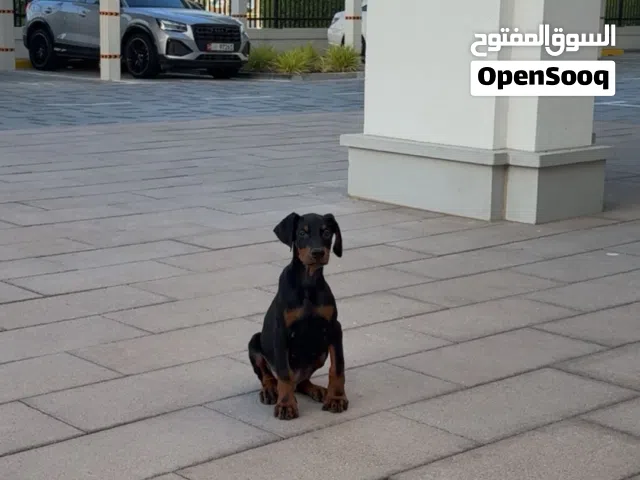 Purebred Doberman Puppy