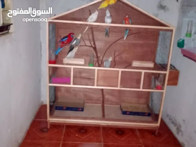 كوبيازيلا تحتها فرخين واحد عمره 17 اليوم والثاني عمره شهرين