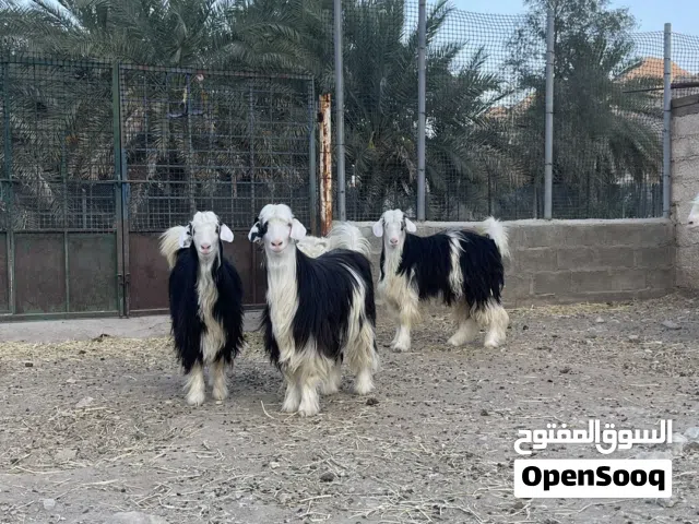 جداية للبيع