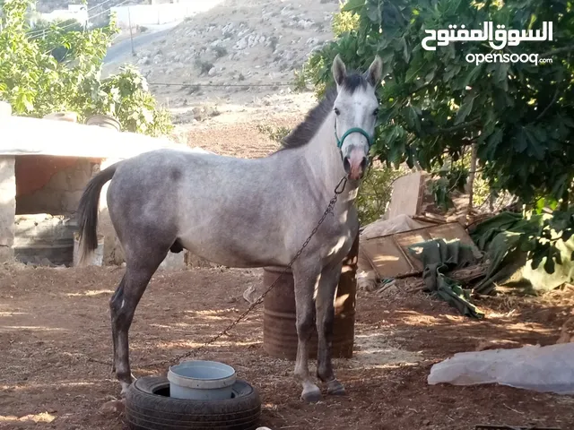 مهر سنه وثلاث