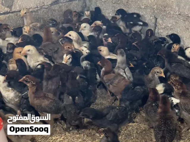 صيصان بلدي نخب بصحة و نظافة توب ماخذات جميع المطاعييم