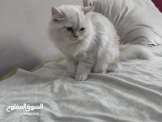 قطة سكوتش فولد مطعمه مع باسبور وجميع الأدوات بعجمان عمرها 6 اشهر انثي