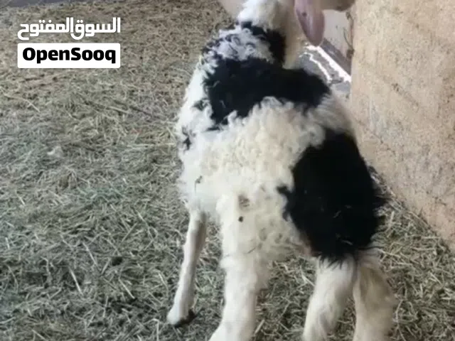 كبش وجاعده للبيع