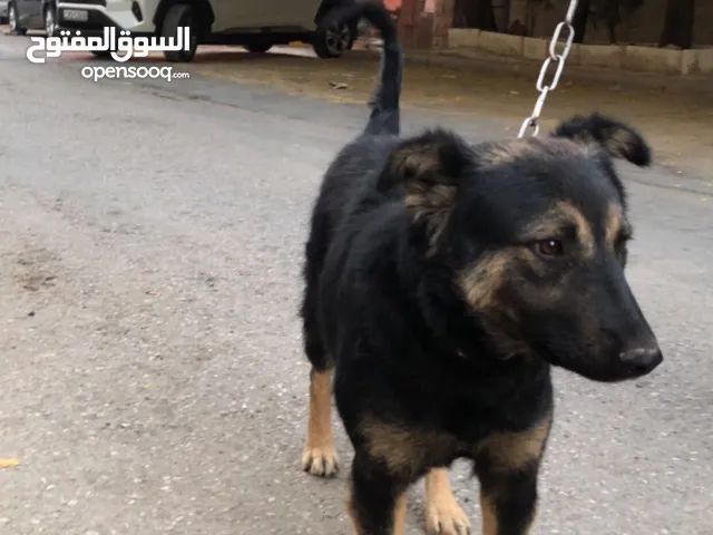 كلبه انثى للبيع حنونه كتير ولعوبه ولطيفه وكلبة حراسه وماخده كل مطاعيمها سبب البيع بداعي السفر