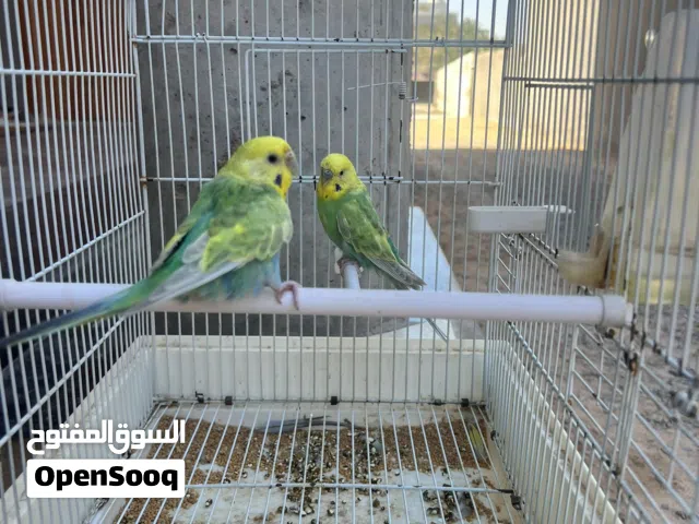 كوبية بقلينو