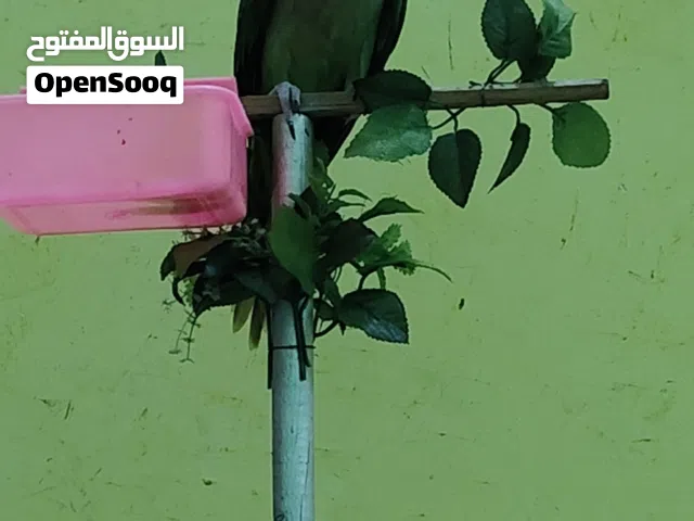 دره نيبالي