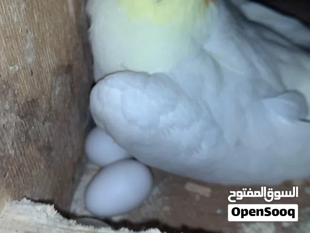 Cocktail pair with 4 eggs in Sharjah