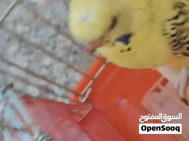 مخاليف هوجورومو  واجنبي مشكل 6 حبات .