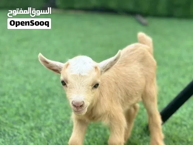 ماعز قزمي بلجيكي عمر اسبوع للبيع