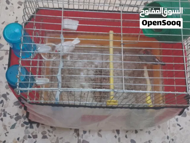طيور الجنه للبيع