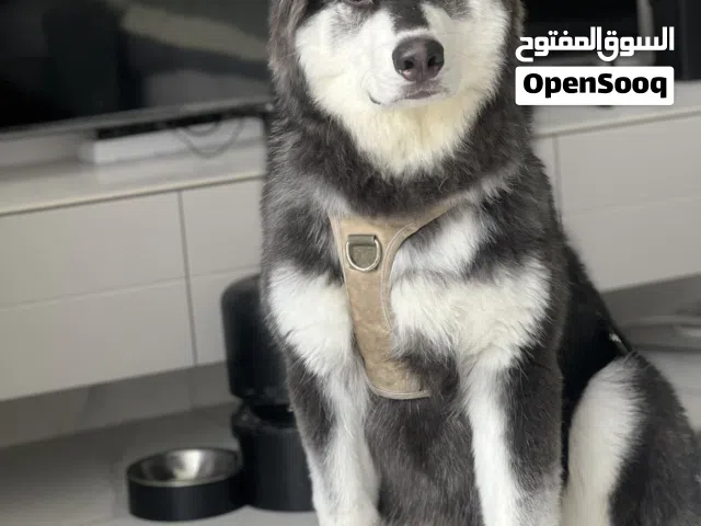 Meet Rocky – Handsome, Active Husky Searching for a New Family