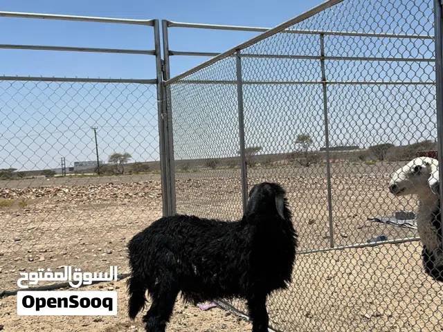 كبش نجدي فل سمنه