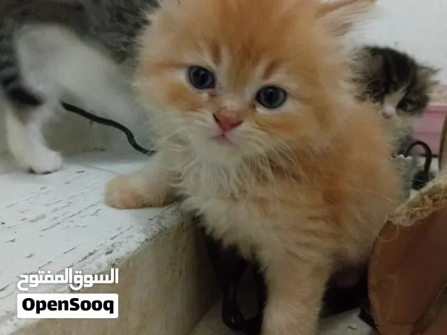 Cute 45 days male kitten