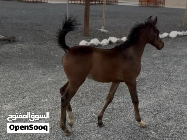 فلو عربي للبيع