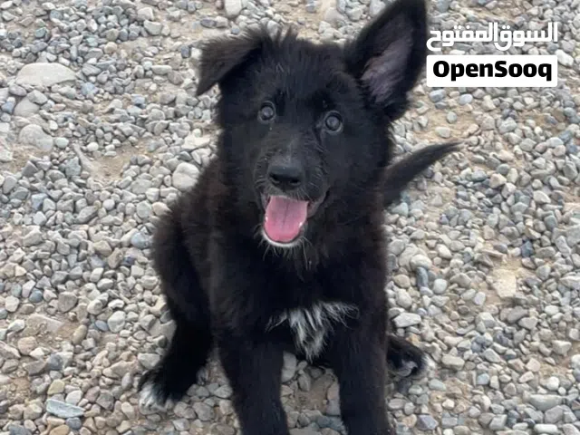 جراوي جيرمن شيبرد