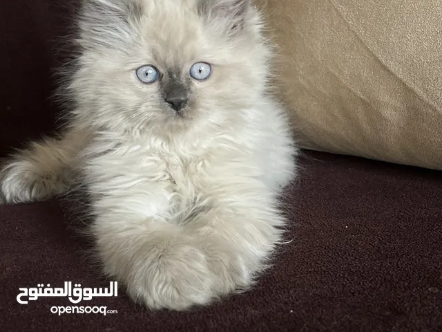 ما شاء الله ذكر عملايا حاجه حلوه