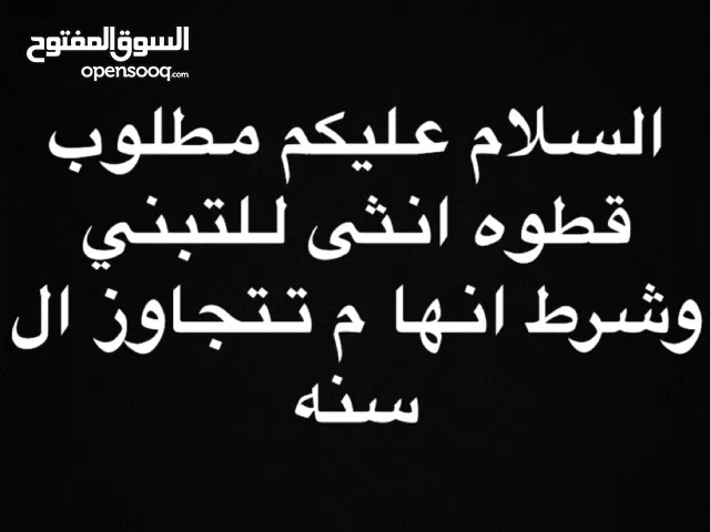 مطلوب قطوه انثى للتبني