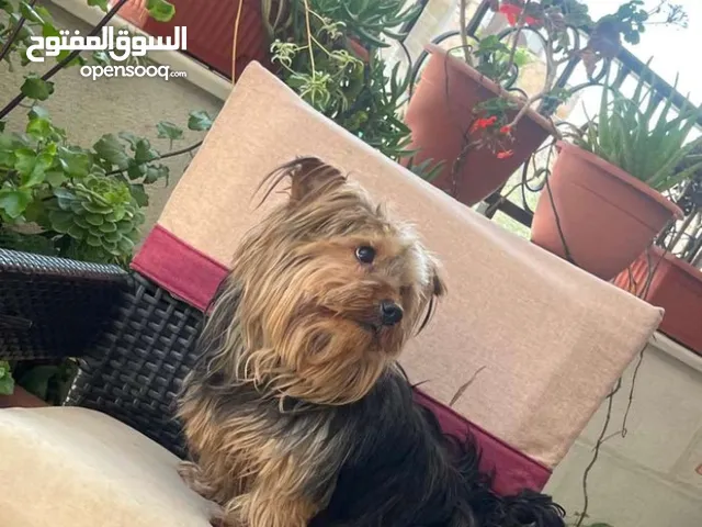 يوركشاير لعوبة للبيع