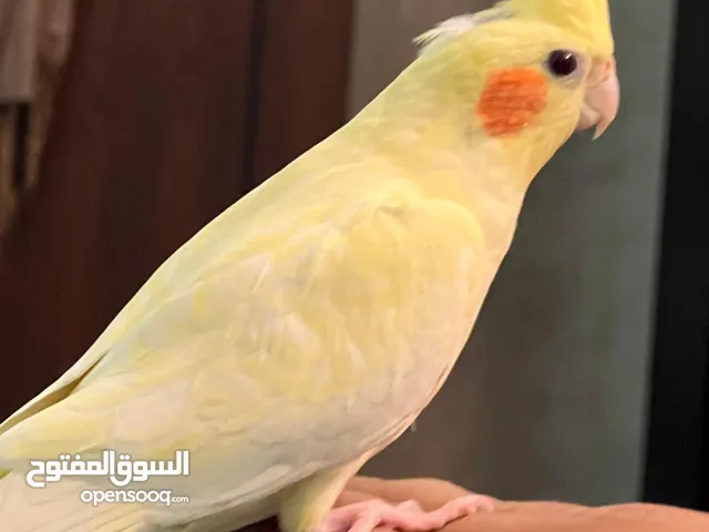 عصافير ببغاء كوكتيل أليفات الحجم الجامبو