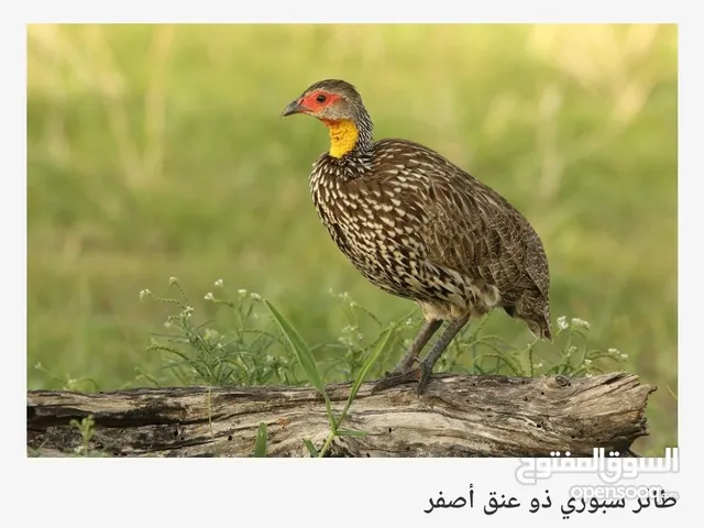 للبيع فزن والحجل الافريقي ذو العنق الأصفر