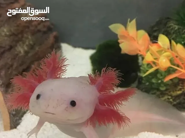 رفيقك المائي الغريب بانتظار منزل جديد! Axolotl (سمندل) نادر ولا يوجد مثيل له بالاردن