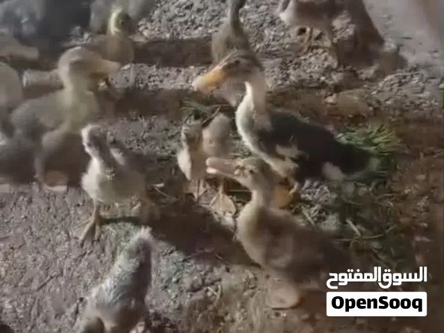 بش رصاصي مصري  وبيهن زوج اسود