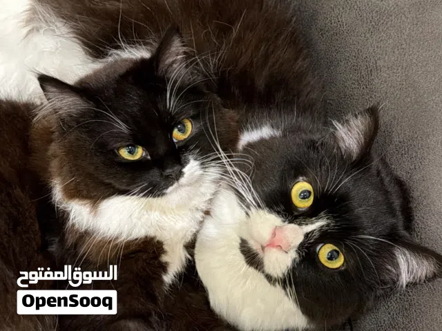 قطط للتبني بدون مقابل في ابوظبي مدينه الرياض او الشامخه