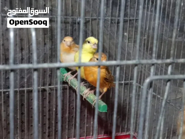 كوم كنارات للبيع