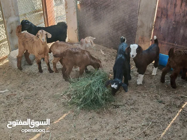 مواليد اناث وذكور للبيع