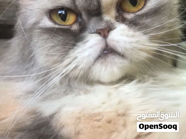 قطط اناث نوع بيرشن