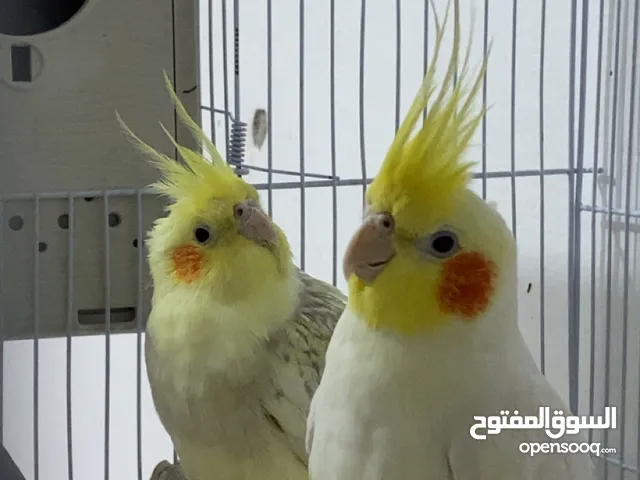 جوز كروان للبيع مع قفص وبياضه