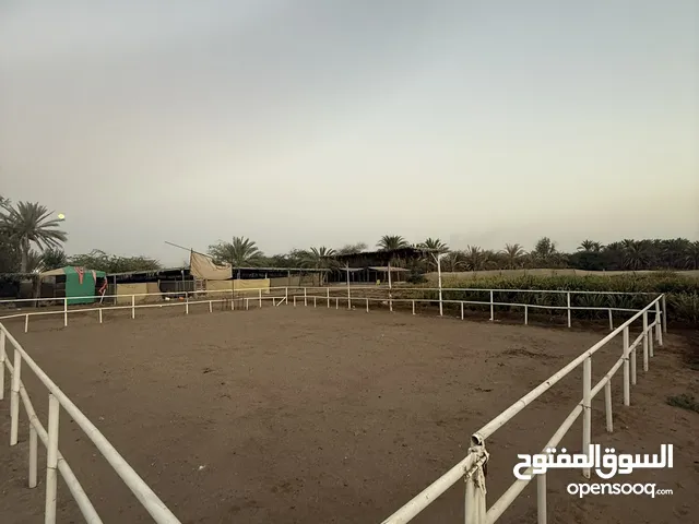 استطبل خيل للبيع
